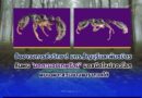 ฮือฮาวงการชีววิทยา มทร.ธัญบุรีและพันธมิตร ค้นพบ ‘มดตะนอยเทพรัตน์’มดชนิดใหม่ของโลก พบเฉพาะสวนยางพาราภาคใต้