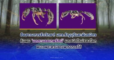ฮือฮาวงการชีววิทยา มทร.ธัญบุรีและพันธมิตร ค้นพบ ‘มดตะนอยเทพรัตน์’มดชนิดใหม่ของโลก พบเฉพาะสวนยางพาราภาคใต้