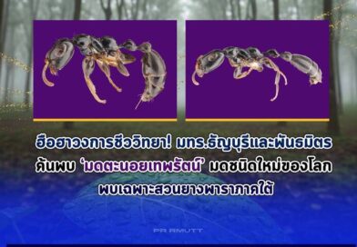 ฮือฮาวงการชีววิทยา มทร.ธัญบุรีและพันธมิตร ค้นพบ ‘มดตะนอยเทพรัตน์’มดชนิดใหม่ของโลก พบเฉพาะสวนยางพาราภาคใต้